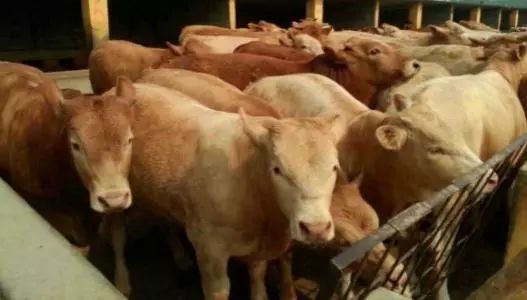 肉牛养殖如何一步一步扩大,肉牛养殖怎么样才能赚钱