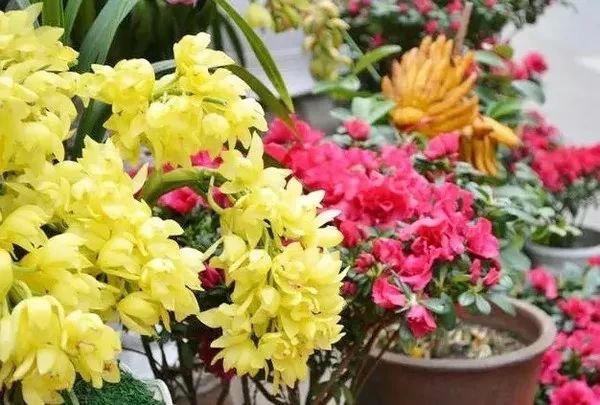 今年的花市在哪里逛,周末去花市买花