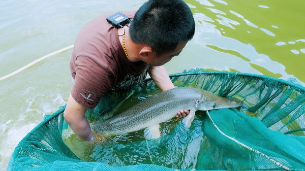 泰国艾克索公园巨物钓场,泰国巨物池钓鱼费用