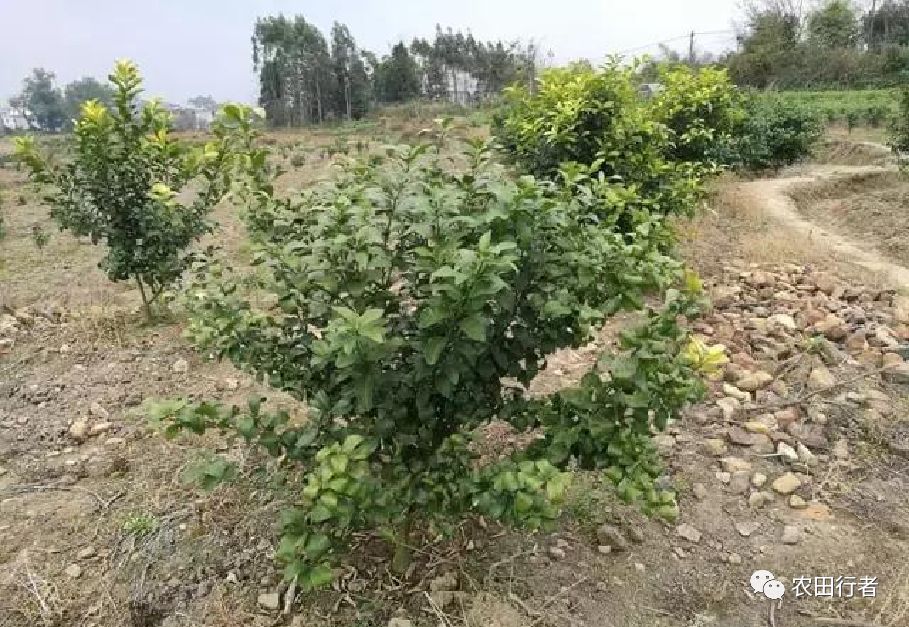 沙糖桔树卷叶的原因,砂糖橘叶片干枯是何原因