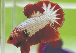 斗鱼看起来好好的怎么就死了,斗鱼怎么不容易打架