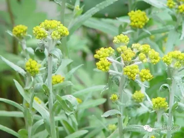 这是一份来自三明的“春天使用说明书”，请仔细阅读！