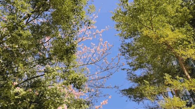 简单常用拍vlog的app及剪辑,手把手教你拍vlog新手教程