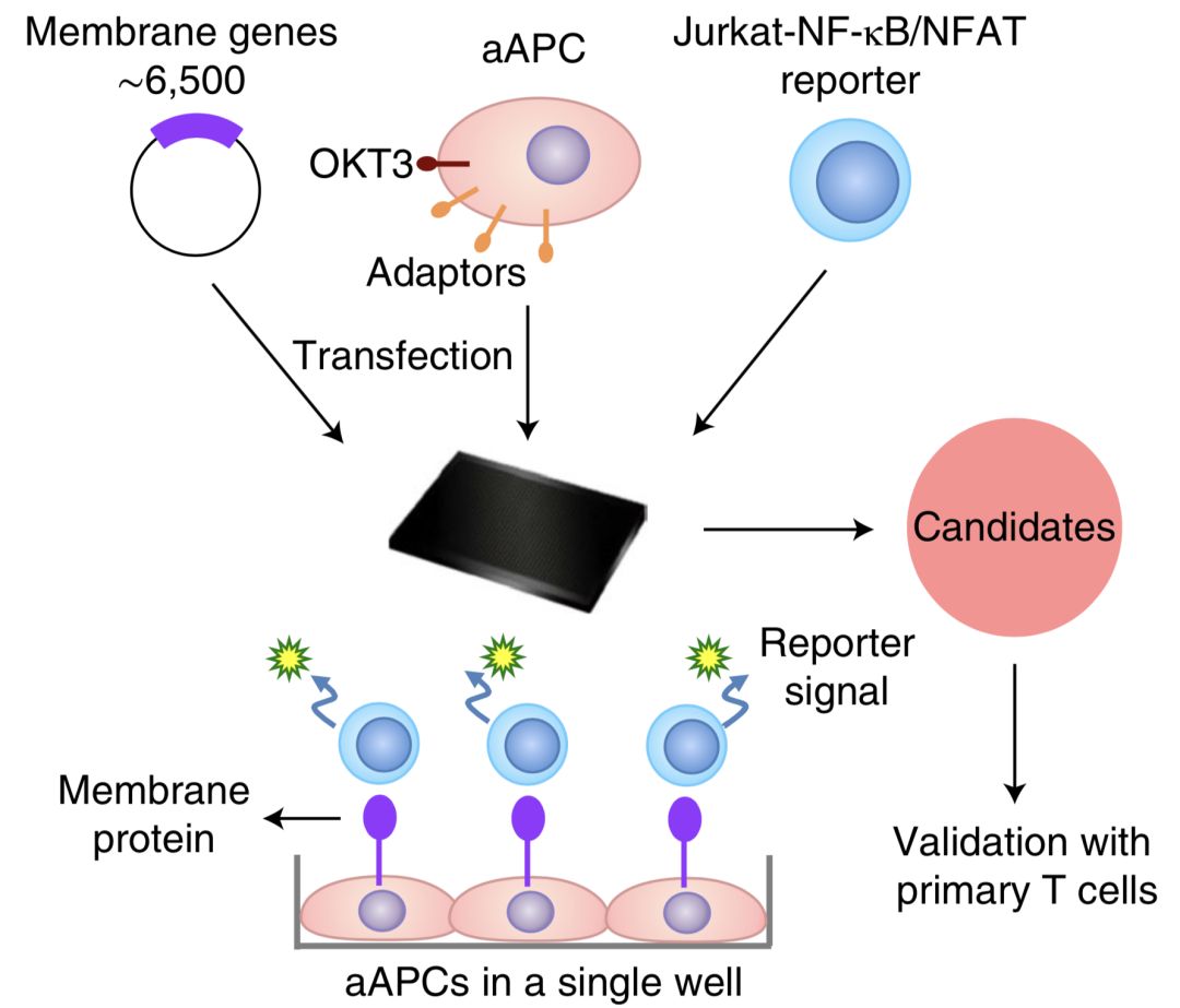 pd-1什么时候研究成功的,pd-1防止爆发性进展