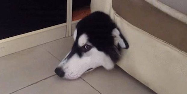 有猫有狗怎么喂粮,有猫有狗好不好