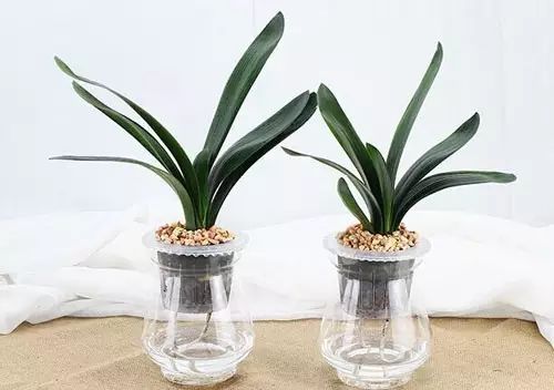 适合厨房种植的植物水培,哪些作物可做水培盆栽养殖