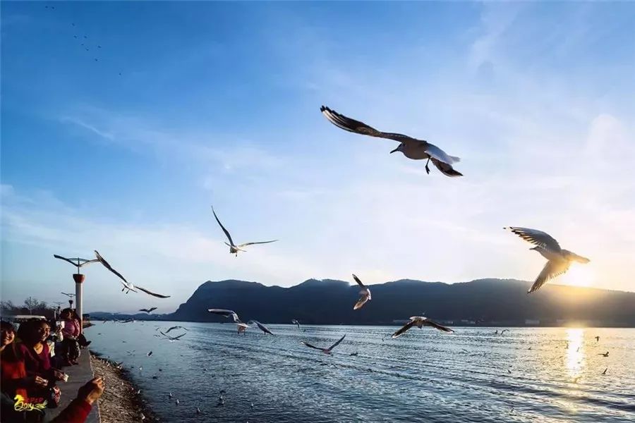 机票白菜价上海,阜阳飞哪里的飞机最便宜