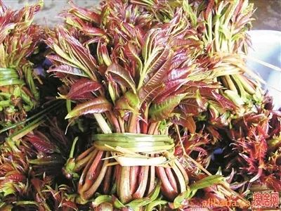 宿州野菜,挖野菜的视频火了