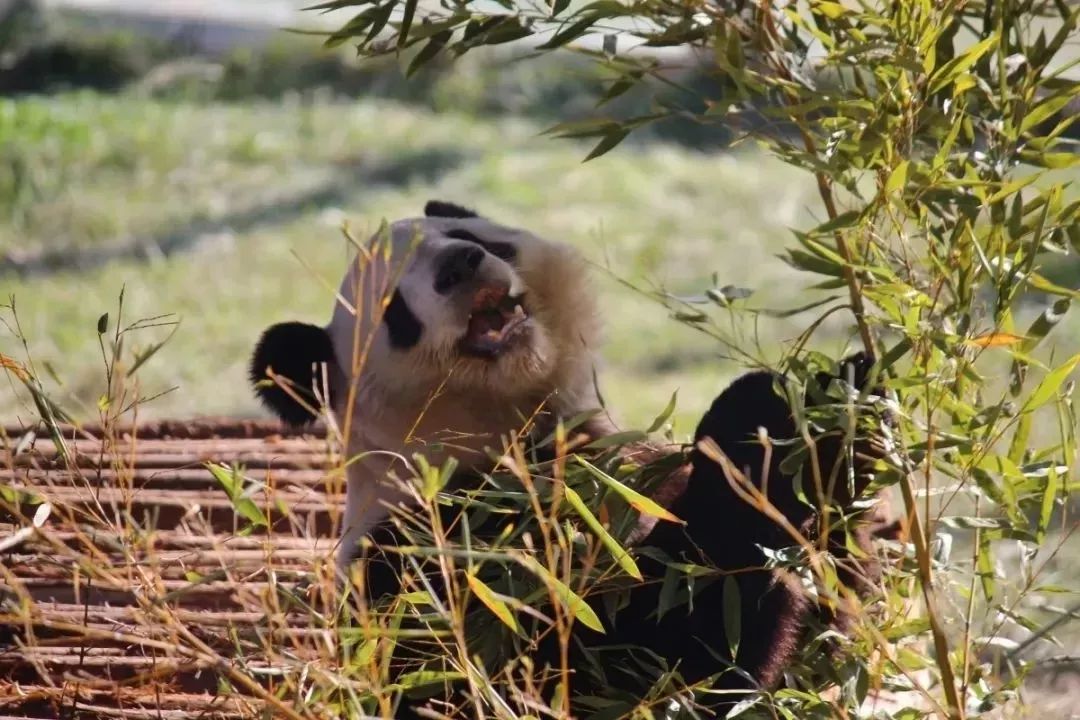 旅游微刊|西安的春天是粉色的！