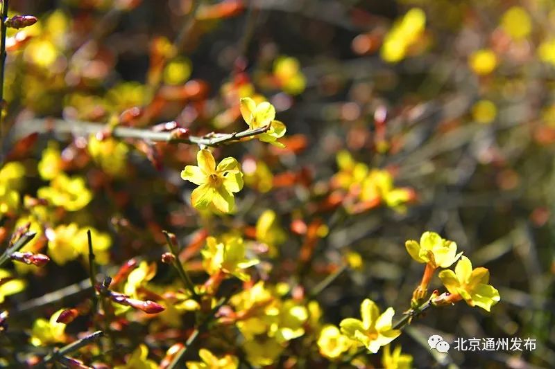 美得不像话！通州玉兰花开早腊梅绽放报春来
