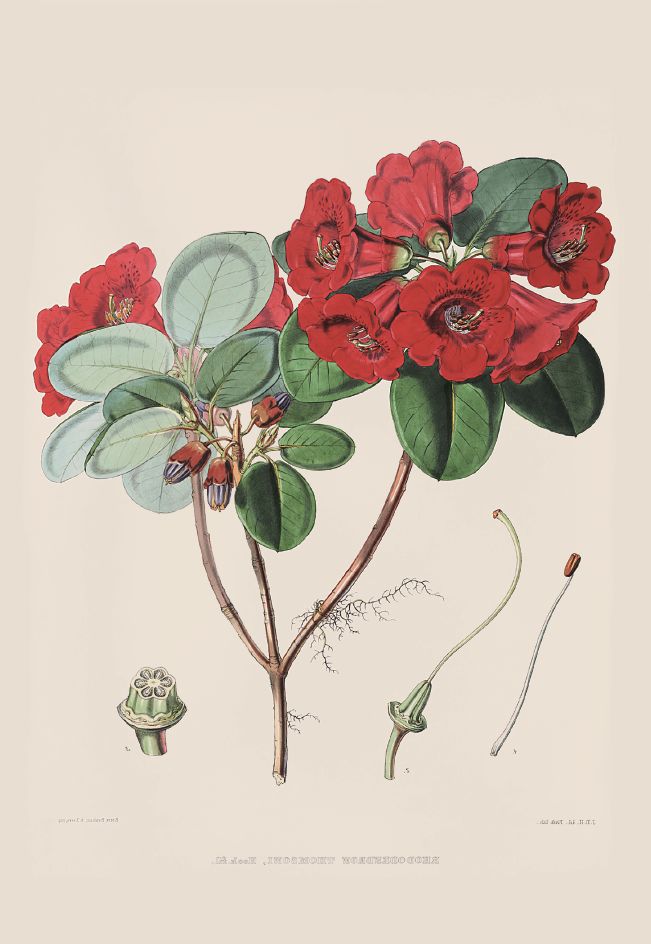 去喜马拉雅山采集杜鹃花，这个英国人有多疯狂？