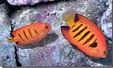 怎么样孵化火狐,火焰仙怎么孵化