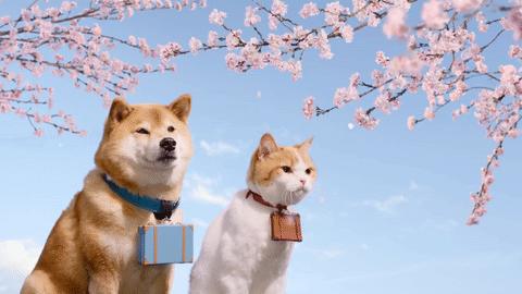 星巴克新品樱花初绽星冰乐大杯,星巴克春季限定樱花大杯