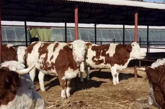 运牛的时候怎么让牛站起来,运牛过程牛死了责任划分