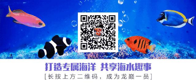 40方缸用背滤,40公分背滤