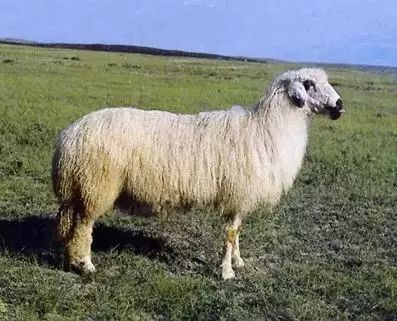 羊品种视频大全,福克羊品种大全