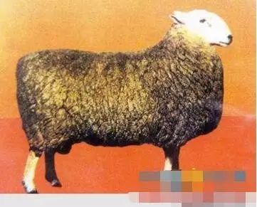 羊品种大全！见世面的时候到了！！