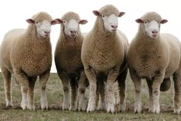 羊品种视频大全,福克羊品种大全
