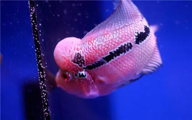 为啥新鱼入缸一直在水底,小丑鱼入缸时精神状态不好怎么办