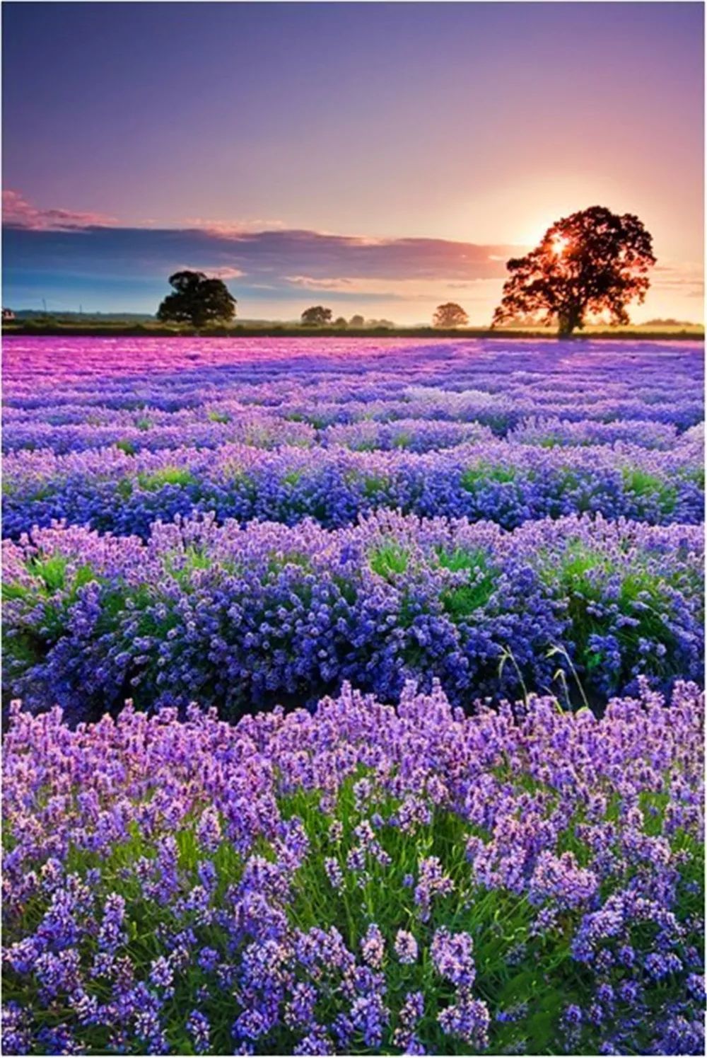 景观花海攻略,花海踏春旅游景点