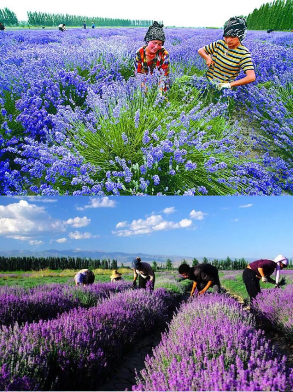 景观花海攻略,花海踏春旅游景点