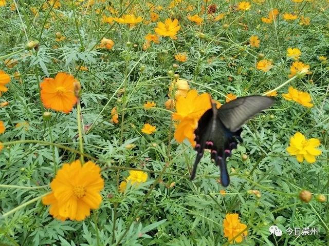 川派盆景、多彩田园,来观胜感受不一样的赏花节