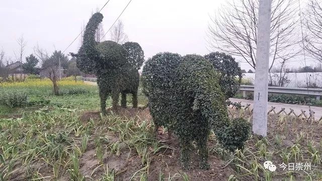 川派盆景、多彩田园，来观胜感受不一样的赏花节