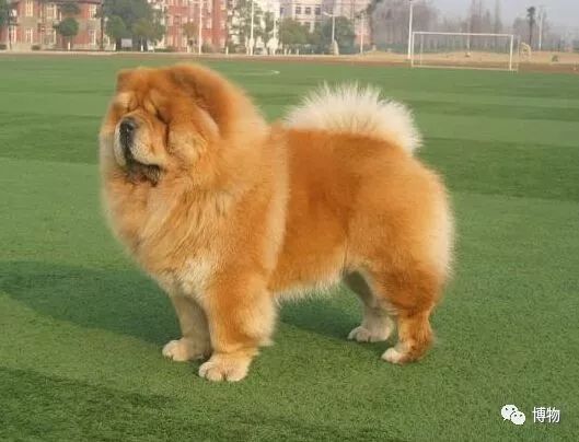 9102年了,别再用“人造”伤害动物和买家