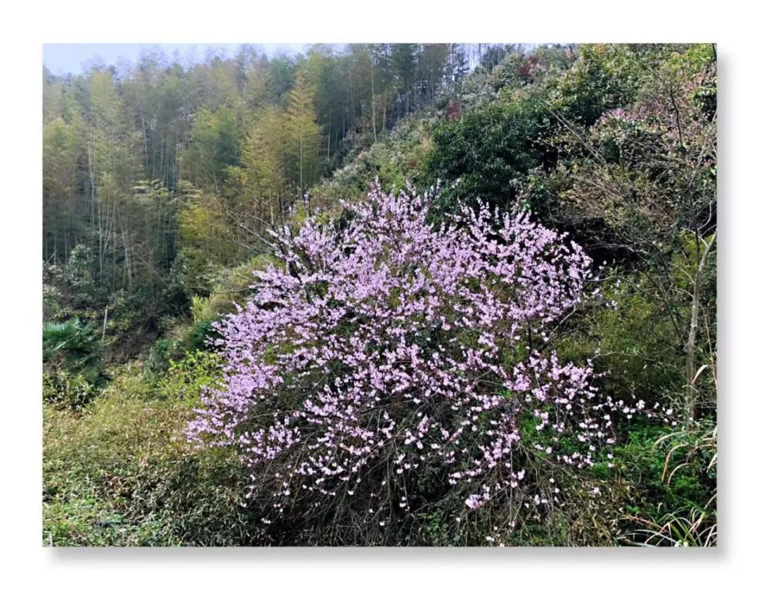 五一五府山蜜蜂谷,春游五龙山