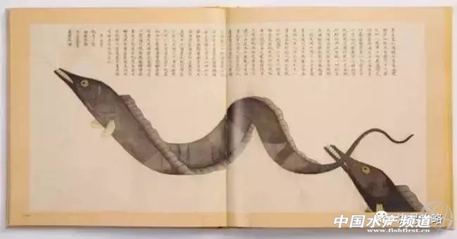 年前的海鲜,30年前的海鸥表