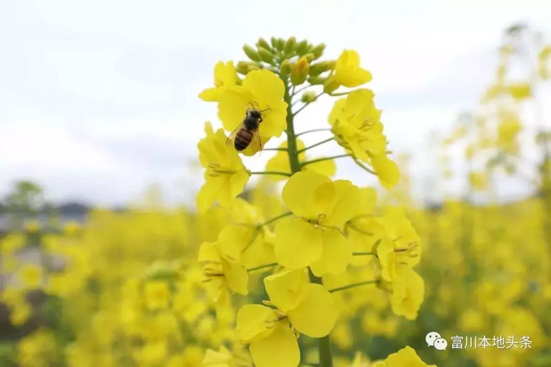 徽派古村梯田花海,徽派建筑油菜花田
