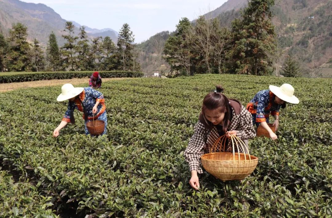 *花采**毛尖春茶今日开园，首批茶农搭上茶产业扶贫直通车