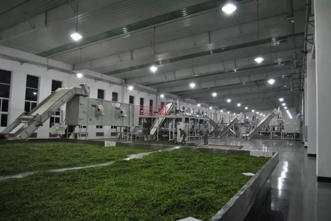 *花采**毛尖春茶今日开园，首批茶农搭上茶产业扶贫直通车