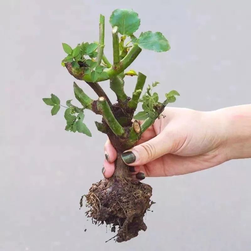 3·15消费者维权日又到了,你在花草上挨过“坑”吗?