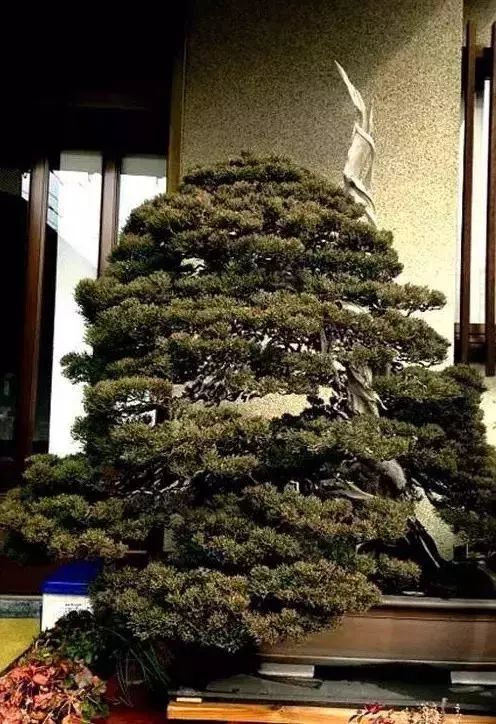 十几万一棵的多肉,一盆市价10万的多肉