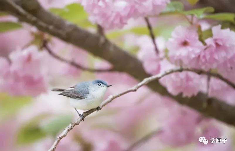 万花丛中,拍照选哪枝?话匣妹手把手教你过春天