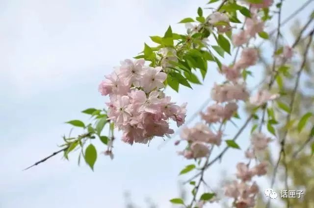 万花丛中,拍照选哪枝?话匣妹手把手教你过春天