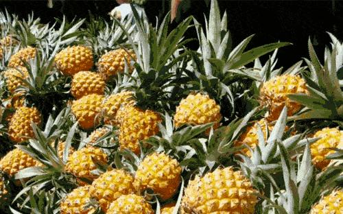 泰国香水小菠萝甜吗,泰国香水小菠萝酒精味