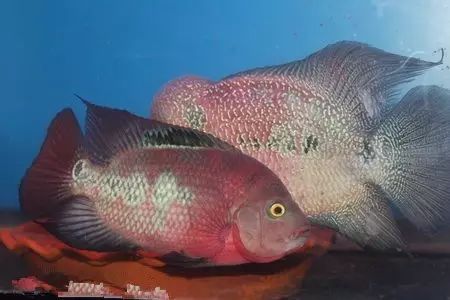 闆岄泟楸肩殑姝ｇ‘閰嶅鏂规硶,绉嶉奔濡備綍閰嶅