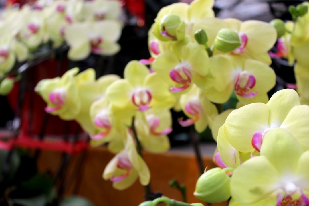 西安最大花卉交易市场,西安朱宏路丰产路巨坤花卉市场