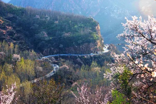 郑州周边踏青采摘野菜,郑州自驾踏青赏花好去处