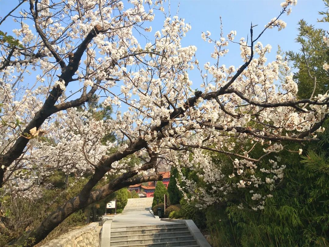 正当时莲花山踏青,莲花山赏花要预约吗