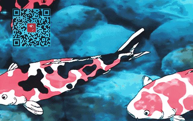 锦鲤肢体语言讲解,锦鲤的肢体语言分析