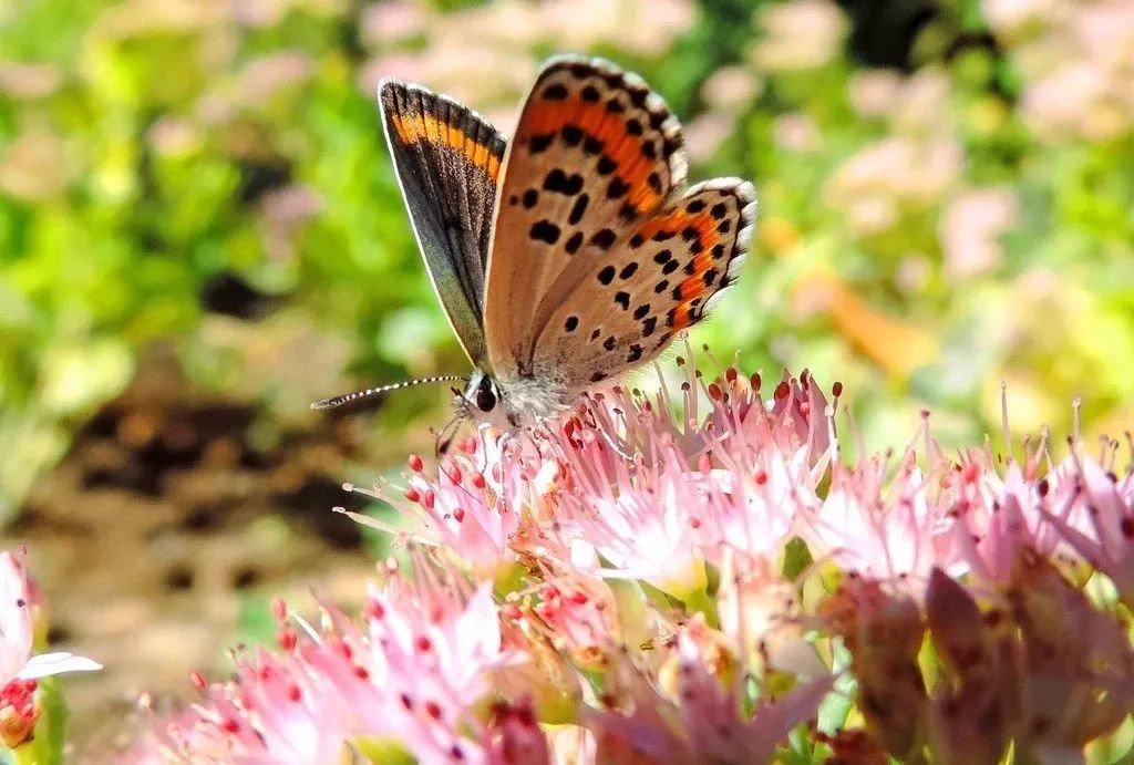春分已至正是一年最美时,春分到最佳时光