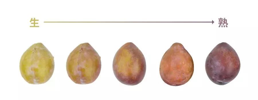 西梅到底是李子还是梅子,西梅到底是李子还是梅子呢