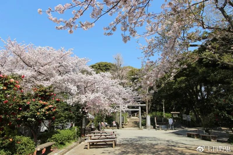 2019年日本大赏排行榜,2018全日本赏樱花旅游攻略