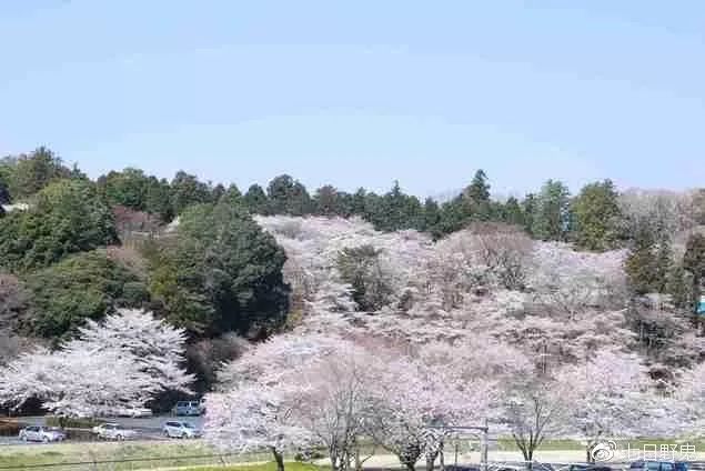 2019年日本大赏排行榜,2018全日本赏樱花旅游攻略