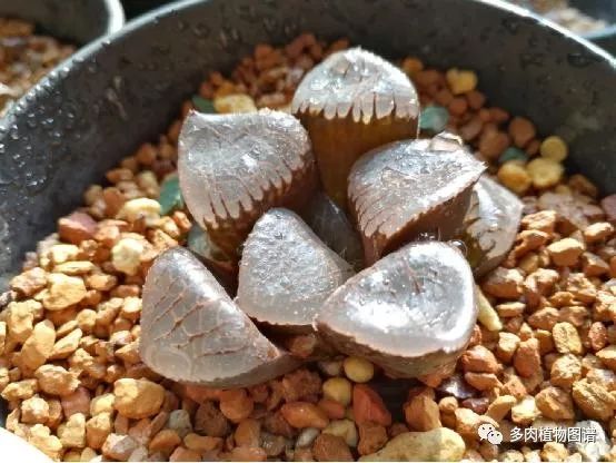 十二卷的养护注意事项,十二卷夏季如何养护