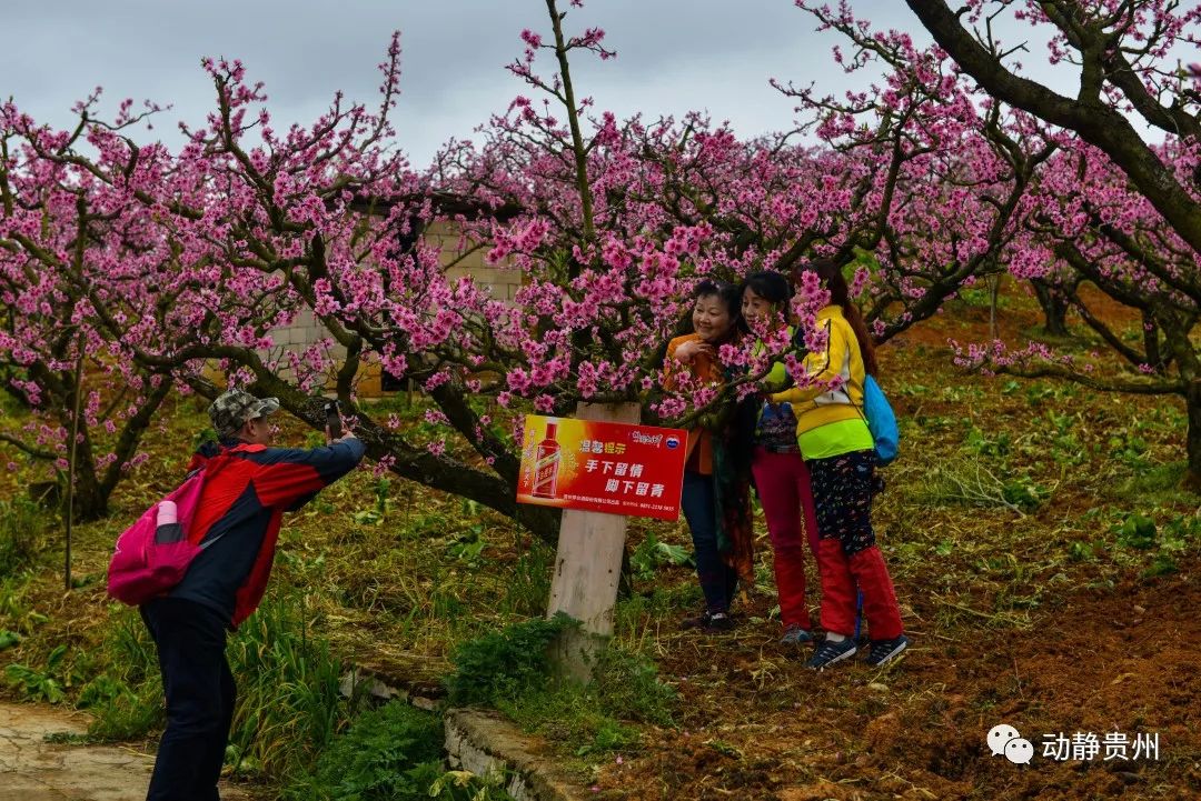 贵阳什么地方桃花开了最美,贵阳桃花盛开的地方