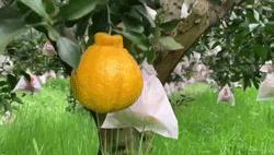 又脆又甜又多汁的水果,皮薄甜脆的水果